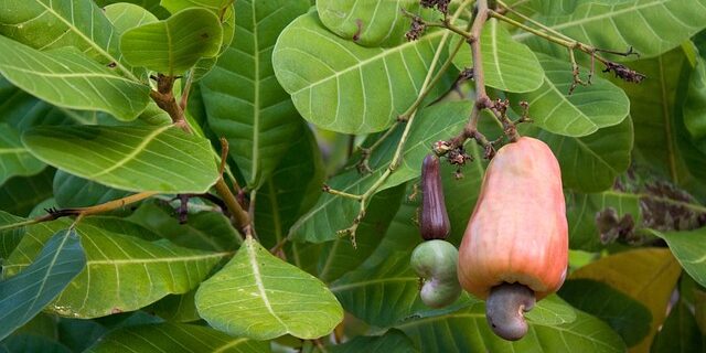 Cashewnødder fra Biogan: Forkæl dine smagsløg og opnå en sund livsstil