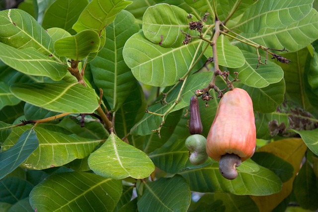 Cashewnødder fra Biogan: Forkæl dine smagsløg og opnå en sund livsstil