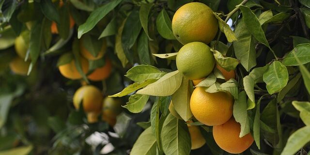 Laforma's citronpresser: Et must-have køkkenredskab for alle citrus-elskere