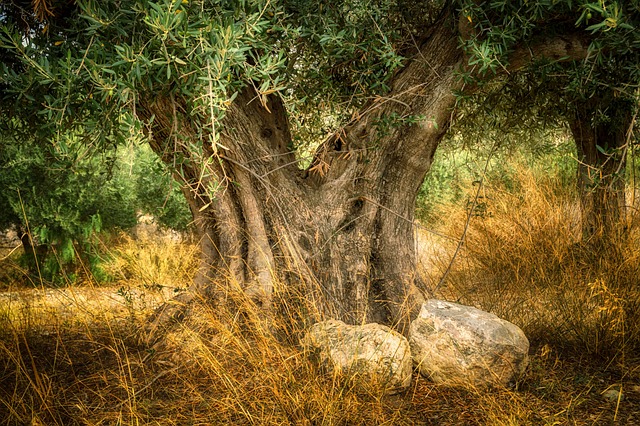 Oliventræet: Historien bag en middelhavsjuvel