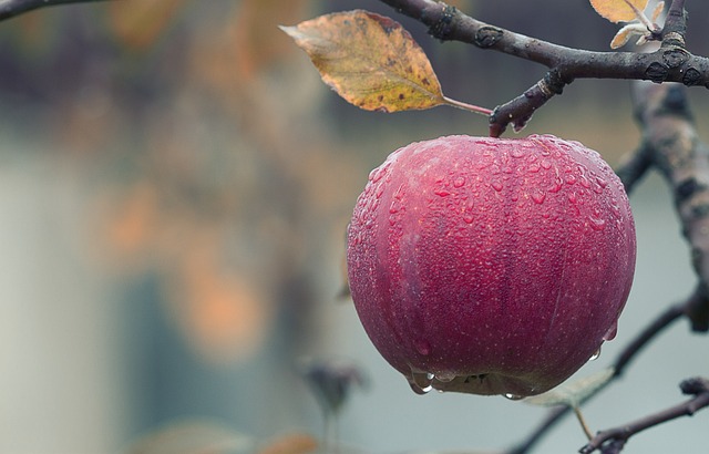 Opdag de utrolige sundhedsmæssige fordele ved æbleeddike