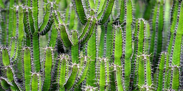 De bedste planter til dit plantebord – året rundt inspiration