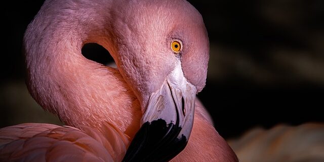 Fra hobby til kunst: Mød de talentfulde flamingoskærere