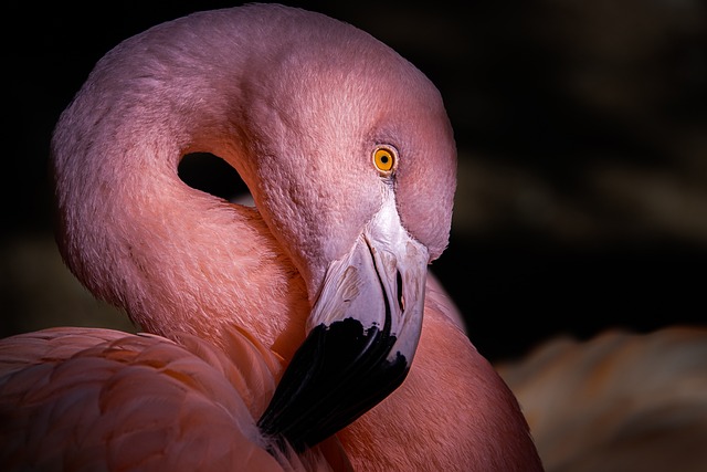 Fra hobby til kunst: Mød de talentfulde flamingoskærere